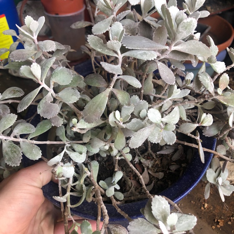 Plant image Kalanchoe Pumila