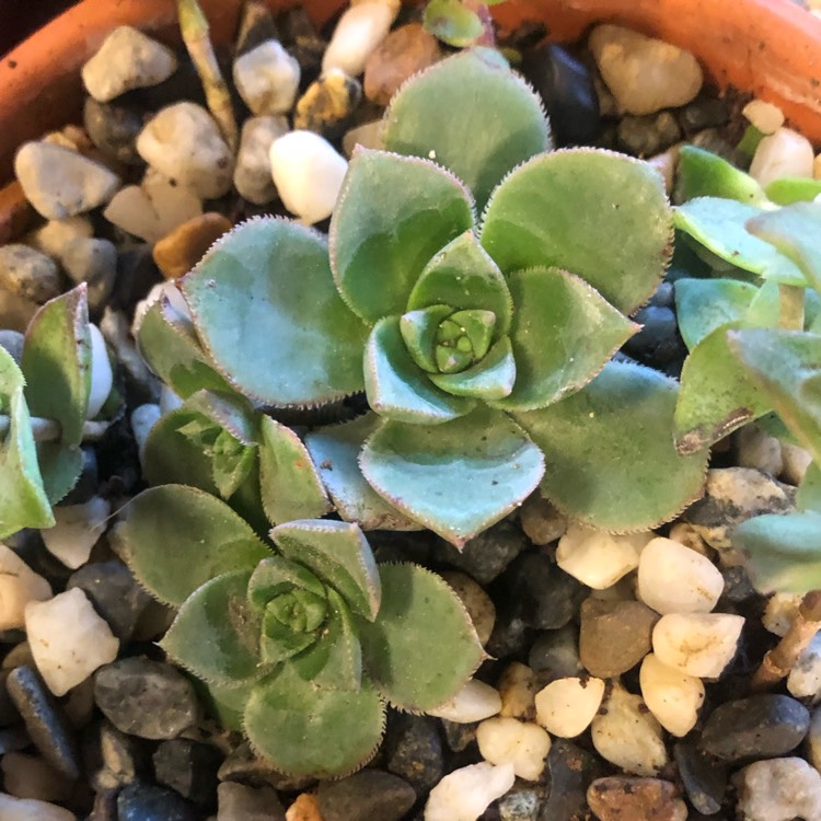 plant image 1217209