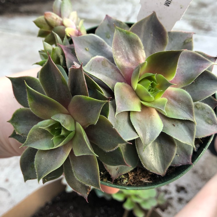 Plant image Sempervivum Magnificum