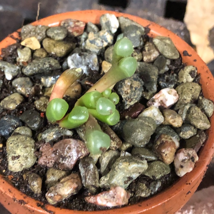 plant image 1223435