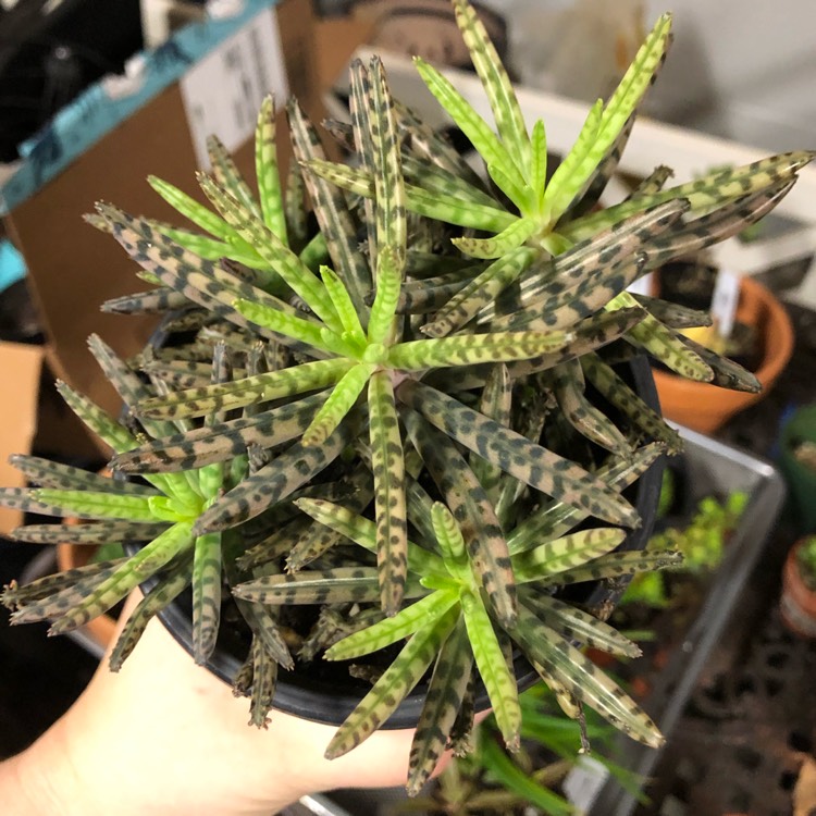 plant image 1223445 plant image 1223445