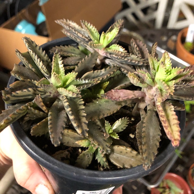 plant image 1223450