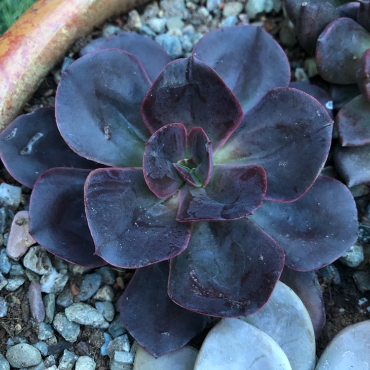 Plant image Echeveria Eliza