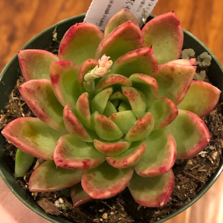 Plant image Echeveria Gilva