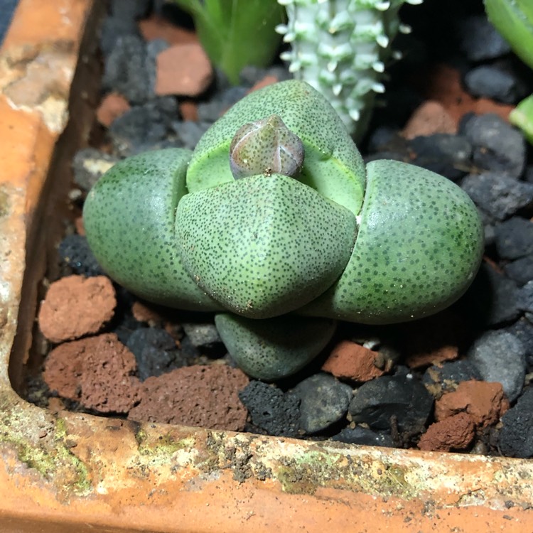 plant image 1229478