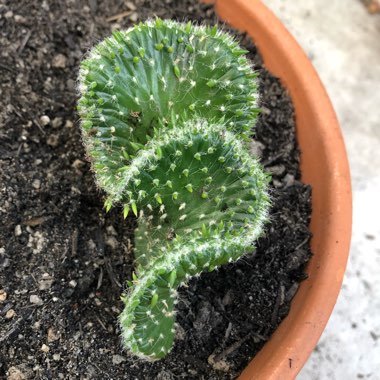 Opuntia subulata Cristata