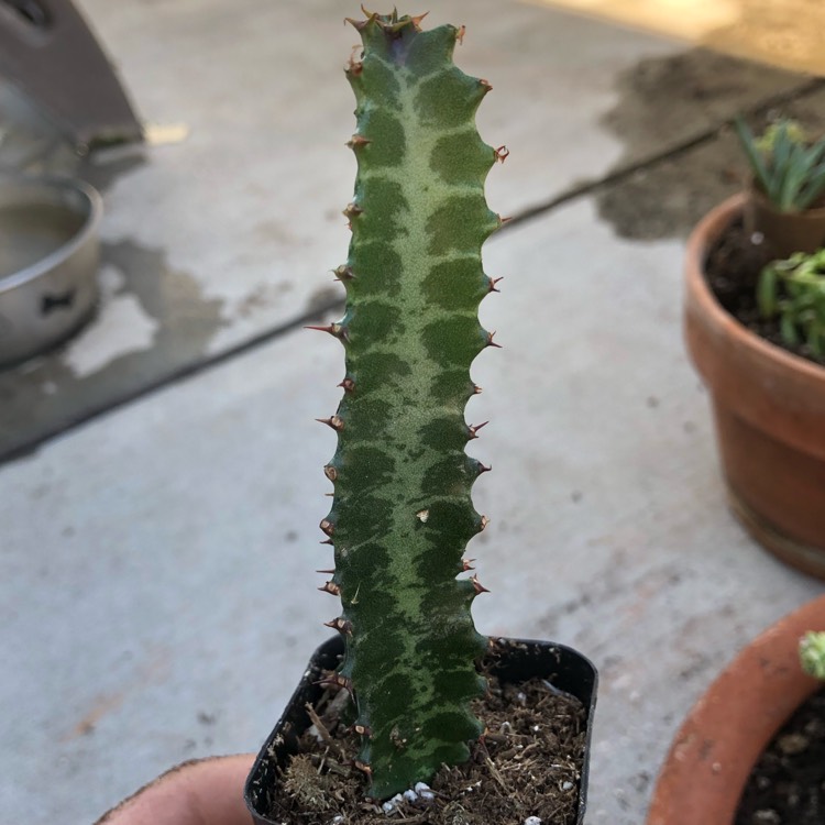 plant image 1235325