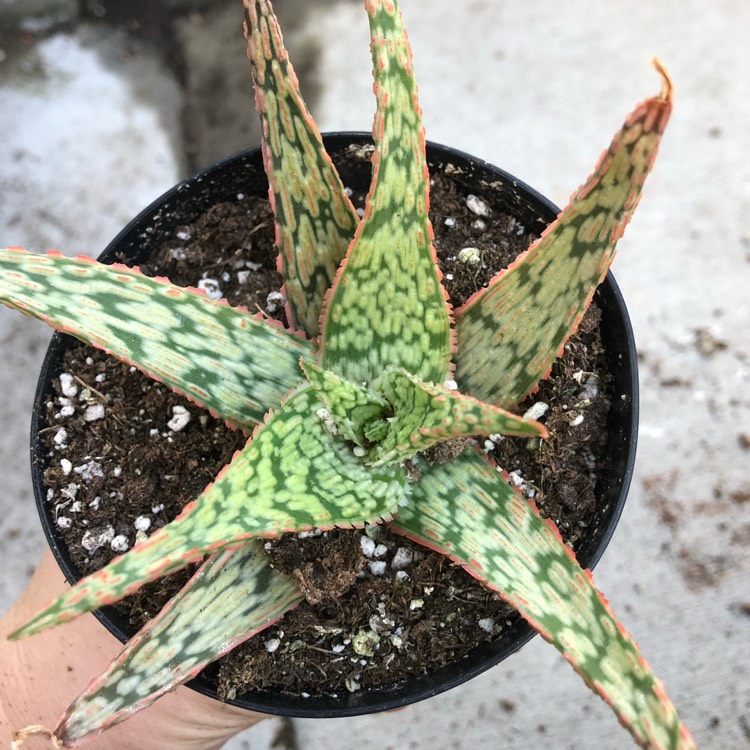 Plant image Aloe 'Bright Star'