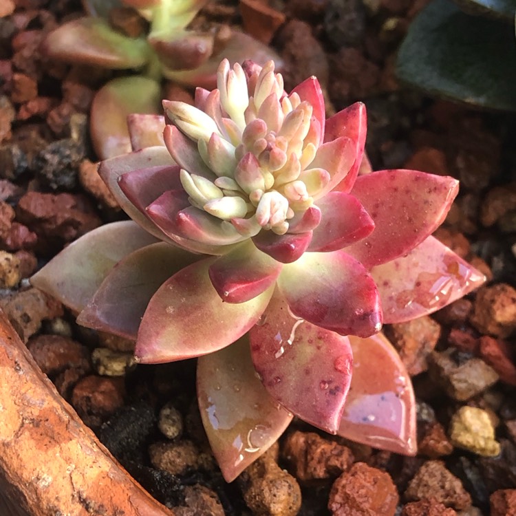 Plant image Sedum 'Pat's Pink' syn. Sedeveria 'Pat's Pink', Sedum 'Pam's Pink'