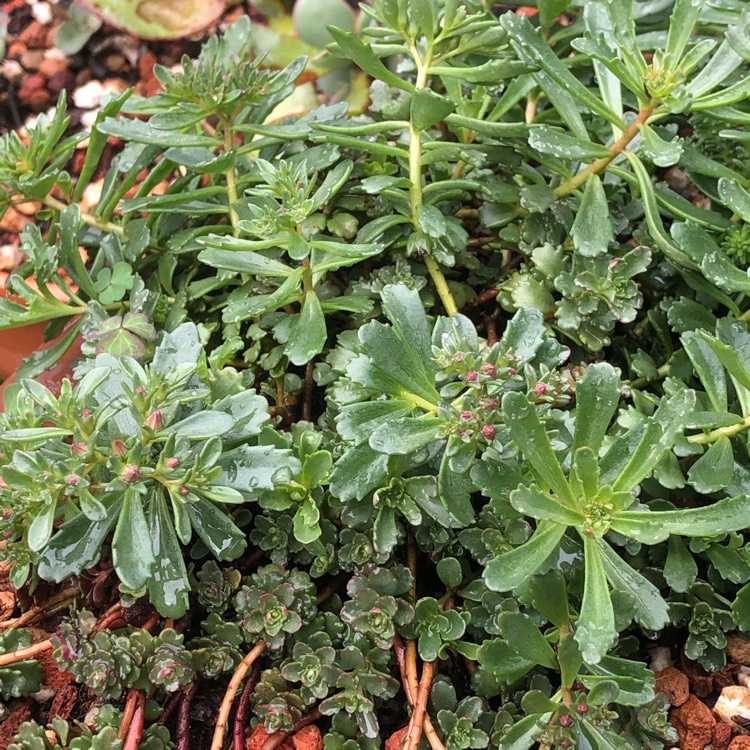 Plant image Sedum kamtschaticum 'Weihenstephaner Gold'