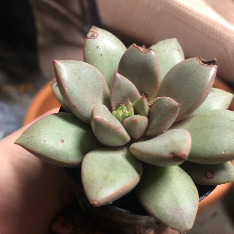 Plant image xGraptoveria Araluen Gem
