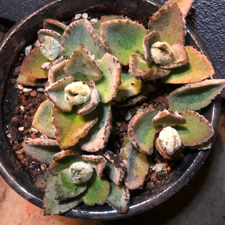plant image 1248477