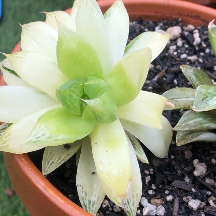 Plant image Haworthia Cooperi Variegata