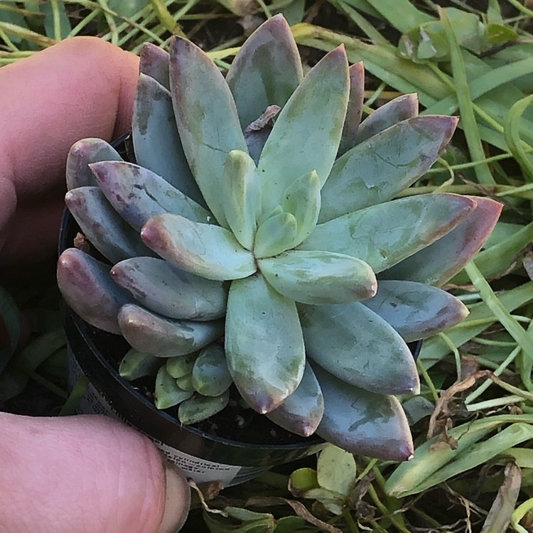 Plant image x Pachyveria glauca 'Little Jewel'