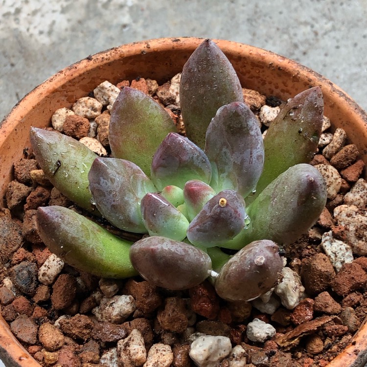 Plant image xGraptoveria Bella