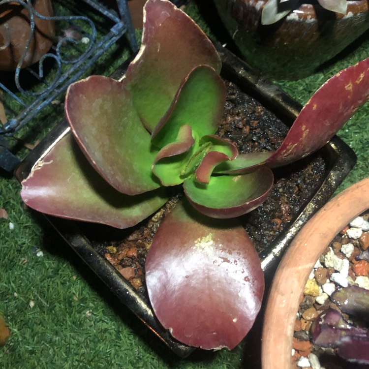 plant image 1257045