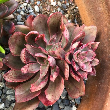 Echeveria Painted Frills