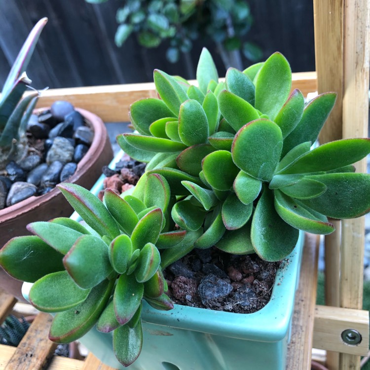 Plant image Crassula pubescens subsp. pubescens