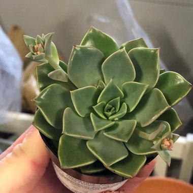 Taciveria ‘Tasha'