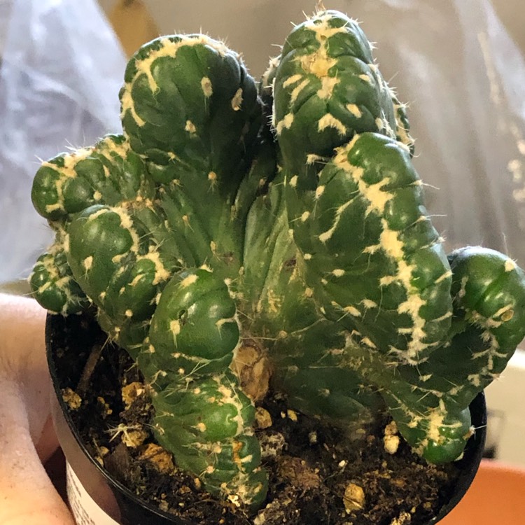 Plant image Opuntia cylindrica minor cristata