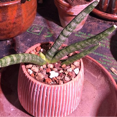 Sansevieria cylindrica 'Boncel'