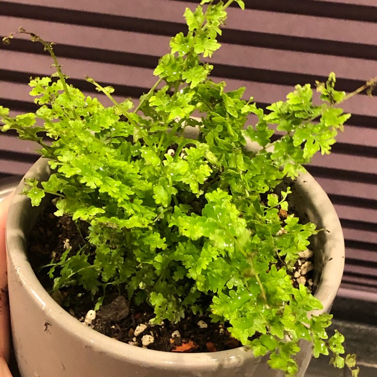 Plant image Nephrolepis Exaltata 'Green Fantasy'