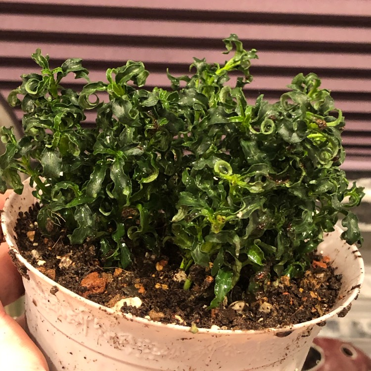 Plant image Alternanthera