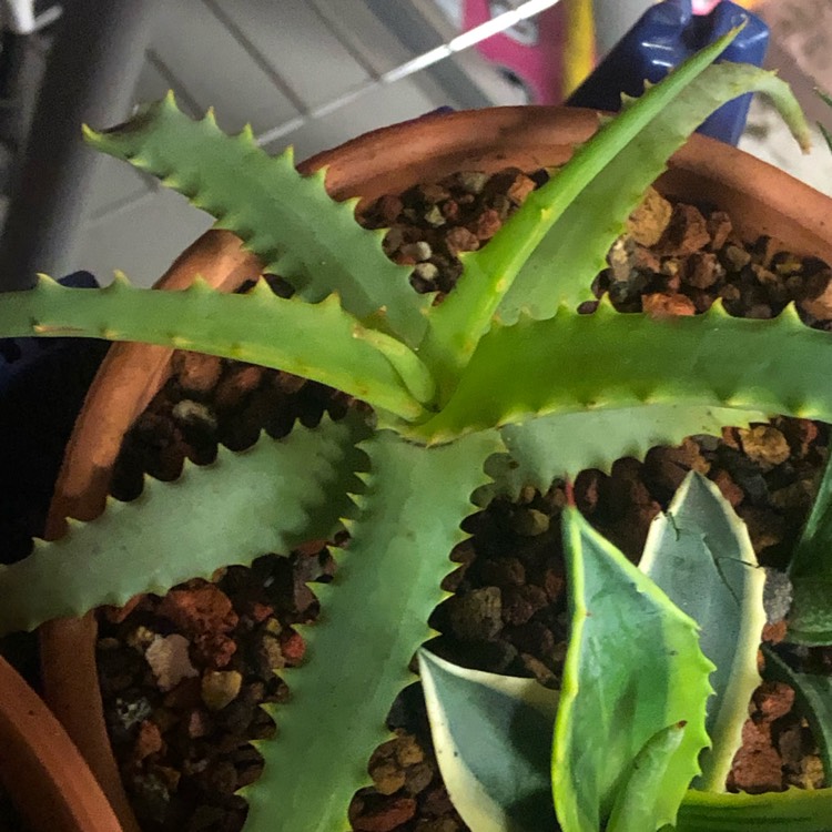 plant image 1270489