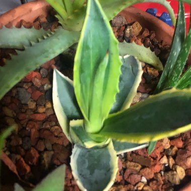 Agave Americana 'Marginata'