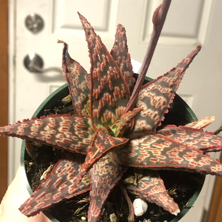 Plant image Aloe 'Carnival'
