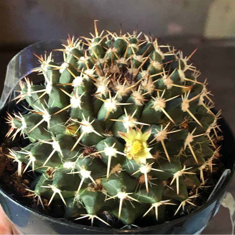 Plant image Mammillaria nejapensis