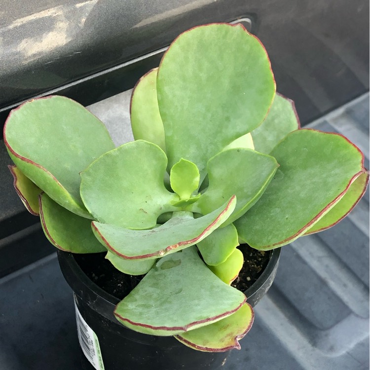 Plant image Cotyledon Hybrid 'Mint Truffles'