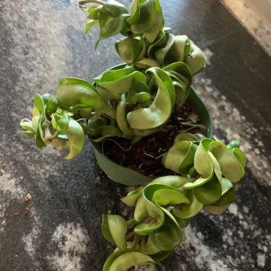 Hoya carnosa 'Compacta'