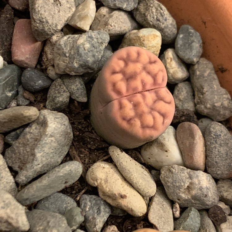Plant image Lithops Karasmontana Brick Red