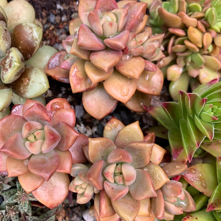 Plant image Graptopetalum Copper Rose