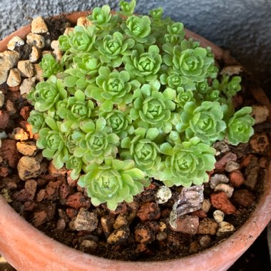 Rosularia Platyphylla