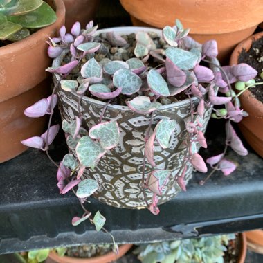 Ceropegia linearis subsp. woodii variegata