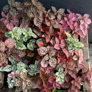 Hypoestes phyllostachya 'Splash Select Mix'