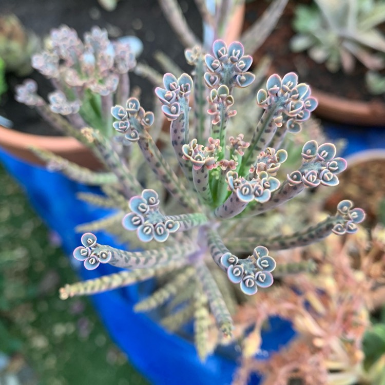 plant image 1324847 plant image 1324847