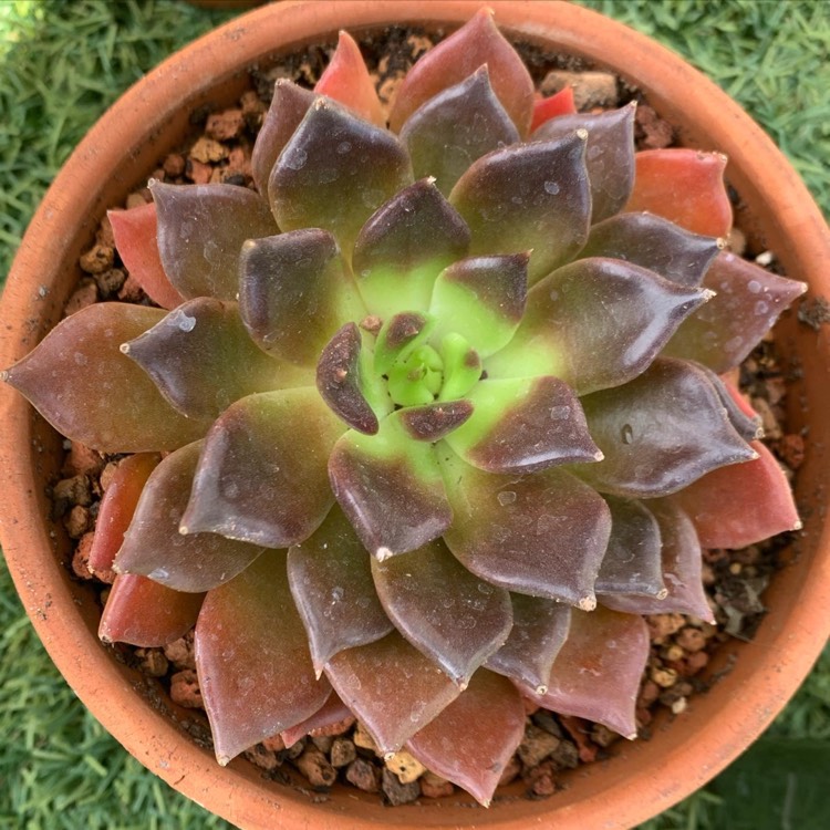 plant image 1325999