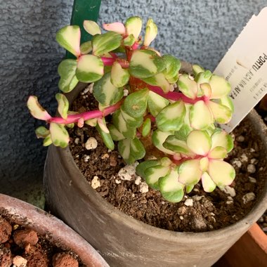 Portulacaria Afra 'Medio-picta'