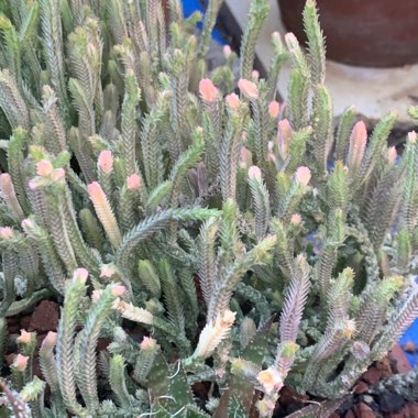 Crassula muscosa var. variegata
