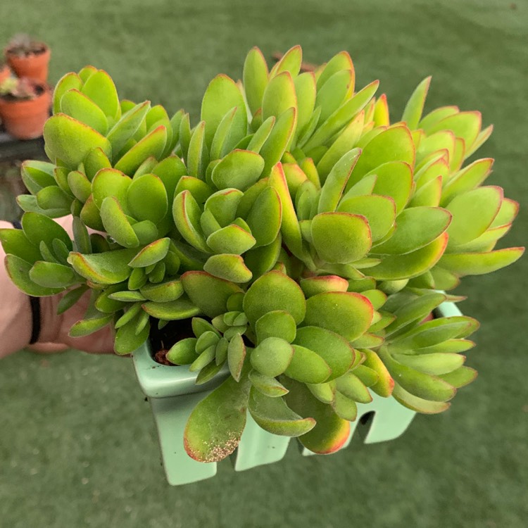 plant image 1340966