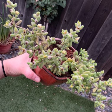 Delosperma echinatum syn. Delosperma pruinosum