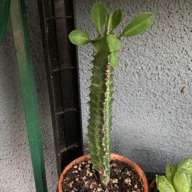 Euphorbia trigona rubra