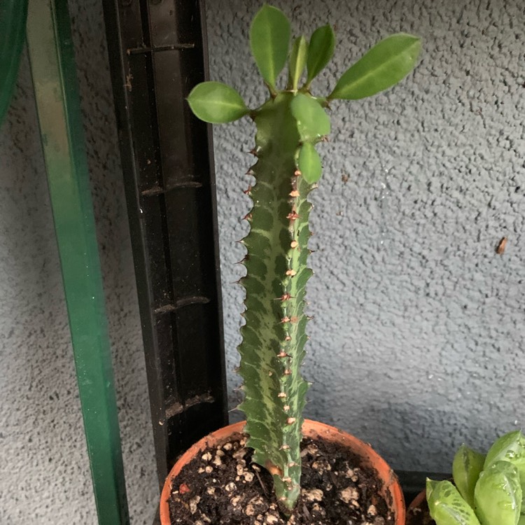 plant image 1341013