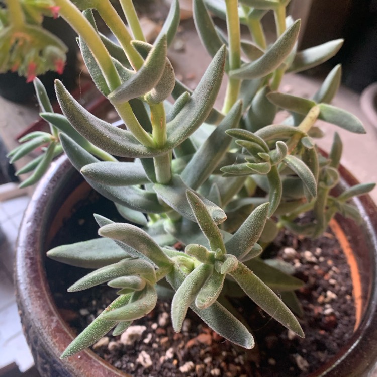 plant image 1353841