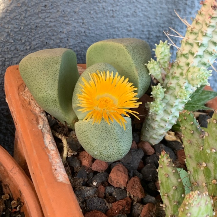 plant image 1355677