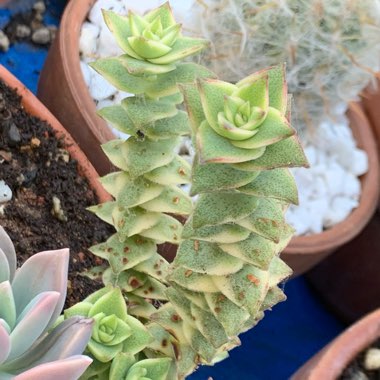 Crassula Perforata Variegata