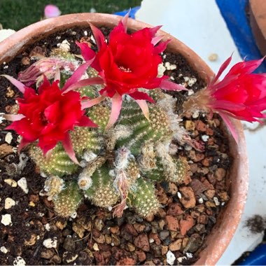 Echinopsis Chamaecereus Lobvia Hybrid